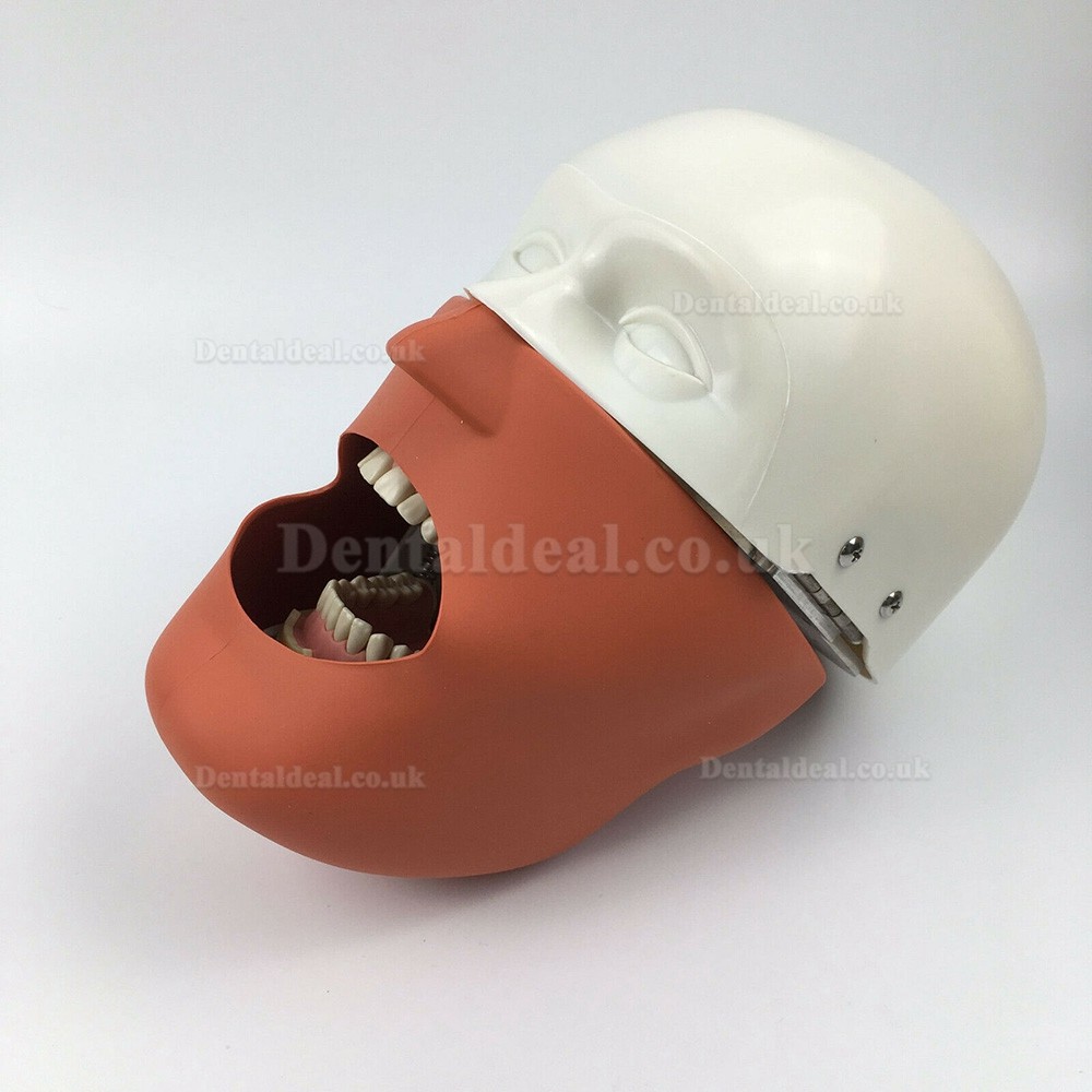 Jingle JG-C1 Dental Surgery Practice Model Head Clamp Type Simulation Phantom Head